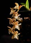 Pho. chinensis
